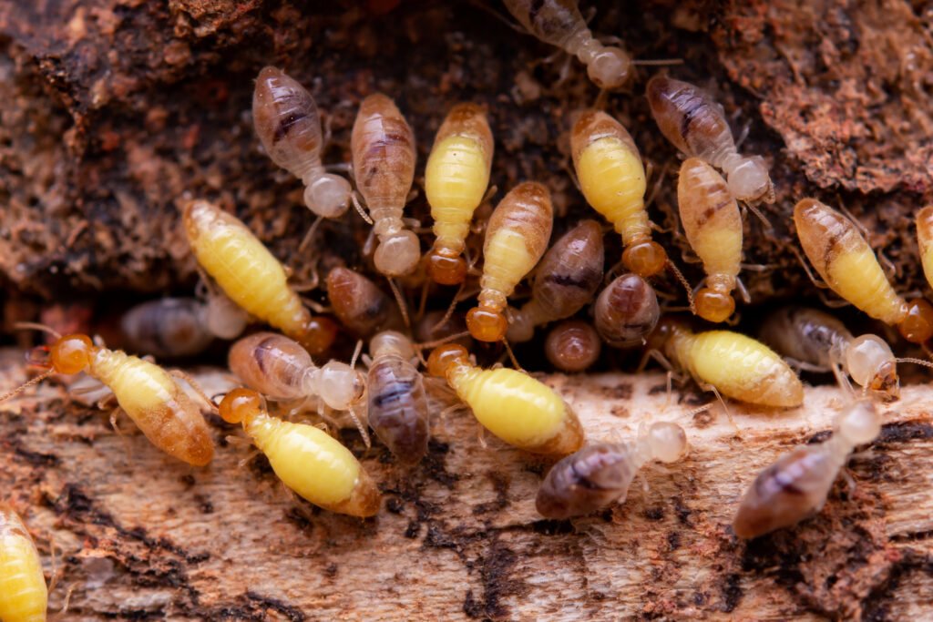 Termite control Mumbai, termite treatment Mumbai, termite inspection Mumbai, termite extermination Mumbai, termite prevention Mumbai, termite protection Mumbai, termite eradication Mumbai, termite removal Mumbai, effective termite control Mumbai, professional termite control Mumbai, certified termite control Mumbai, local termite control Mumbai, residential termite control Mumbai, commercial termite control Mumbai, eco-friendly termite control Mumbai.